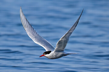 Arctic tern flying over sea