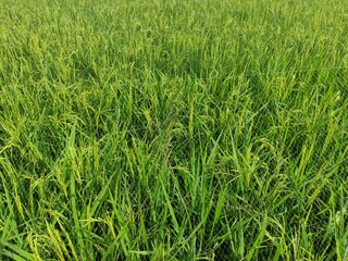 rice plants that form a green texture