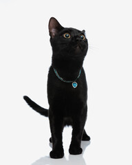 adorable black cat wearing a necklace looking up to side