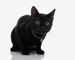 lovely metis black cat with heart collar sitting