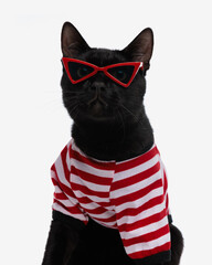 portrait of cute black cat wearing red sunglasses and t-shirt