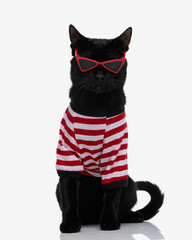 adorable black cat wearing red sunglasses and sweater