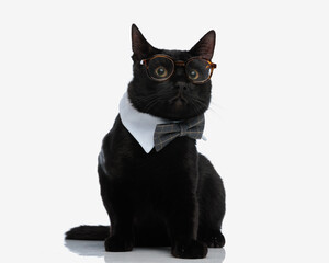 nerdy black cat wearing glasses and bowtie looking to side