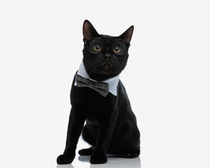 adorable nerd black cat with bowtie and glasses