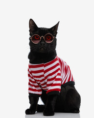 cute seated black cat wearing sunglasses and t-shirt