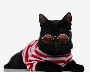 cute cat with round sunglasses and sweater laying down