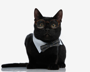 stylish black cat wearing nerd glasses and bowtie laying down