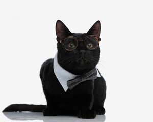 stylish black cat with nerd glasses laying down