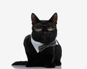 cute cat wearing bowtie and glasses resting