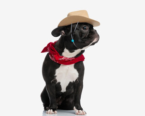 curious cowboy french bulldog looking to side