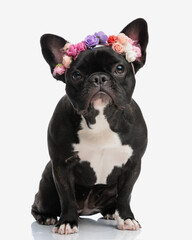 lovely frenchie wearing colorful flowers crown sitting