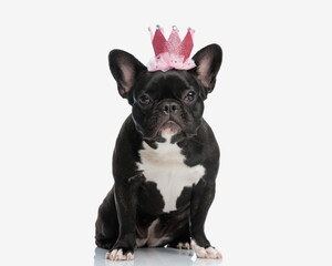 adorable dog wearing a pink crown for halloween costume