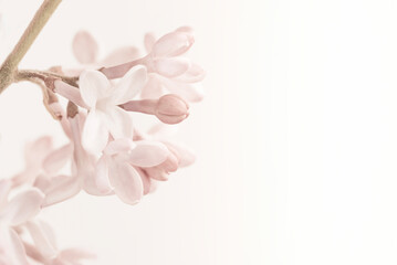 Pale vintage colors romantic pink lilac blooming flower on light white background and place for...