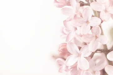 Pale vintage colors romantic pink lilac blooming flowers on light white background and place for text for wedding macro