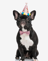 stylish frenchie wearing birthday hat and pink bowtie