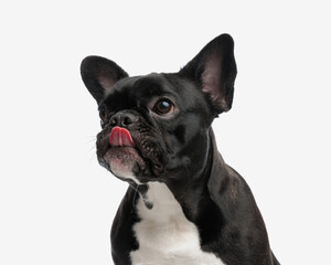 hungry french bulldog licking its nose and looking to side