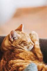 Portrait d'un mignon petit bébé chaton tigré roux à la maison	