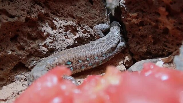 Blue-spotted lizard native from the island of Lanzarote in the Canary archipelago eating fruit