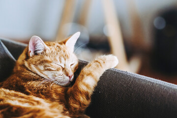 Portrait d'un mignon petit bébé chaton tigré roux à la maison	