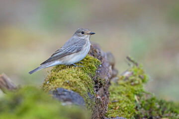 Muchołówka szara (Muscicapa striata) © Grzegorz