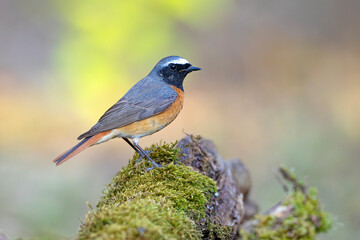Pleszka (Phoenicurus phoenicurus) © Grzegorz