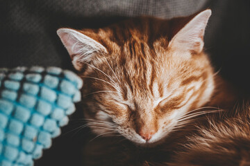 Portrait d'un mignon petit bébé chaton tigré roux à la maison	