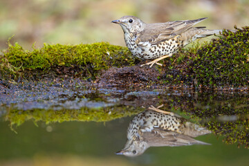 Paszkot (Turdus viscivorus) © Grzegorz