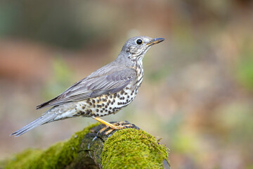 Paszkot (Turdus viscivorus) © Grzegorz