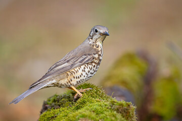 Paszkot (Turdus viscivorus) © Grzegorz