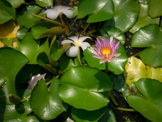 The lotus flower blooms with a beautiful and enchanting purple color