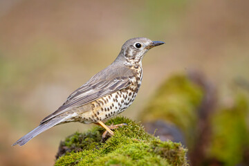 Paszkot (Turdus viscivorus) © Grzegorz