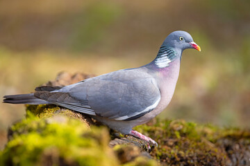 Grzywacz (Columba palumbus)