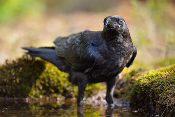 Kruk (Corvus corax) © Grzegorz