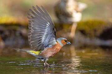 Zięba (Fringilla coelebs) © Grzegorz