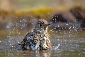 śpiewak (Turdus philomelos) © Grzegorz