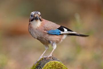 Sójka (Garrulus glandarius) © Grzegorz