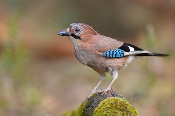 Sójka (Garrulus glandarius) © Grzegorz