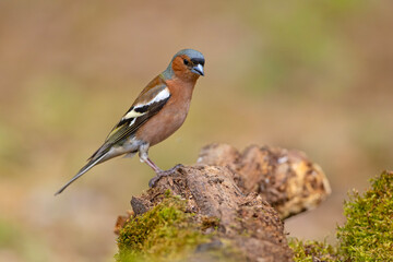 Zięba (Fringilla coelebs) © Grzegorz