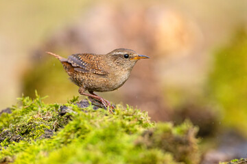 Strzyżyk (Troglodytes troglodytes) © Grzegorz