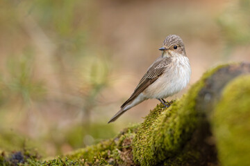 Muchołówka szara (Muscicapa striata) © Grzegorz