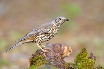Paszkot (Turdus viscivorus) © Grzegorz