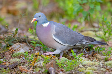 Grzywacz (Columba palumbus)