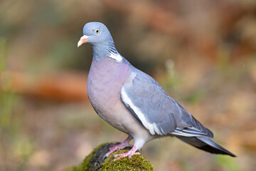 Fototapeta premium Grzywacz (Columba palumbus)