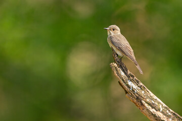 Muchołówka szara (Muscicapa striata) © Grzegorz
