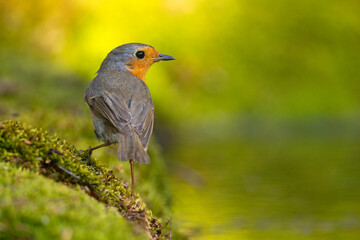 rudzik (Erithacus rubecula)  © Grzegorz