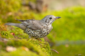 Paszkot (Turdus viscivorus) © Grzegorz