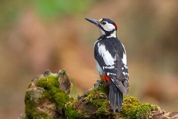 Dzięcioł duży (Dendrocopos major) © Grzegorz
