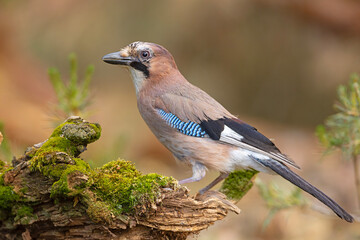 Sójka (Garrulus glandarius)