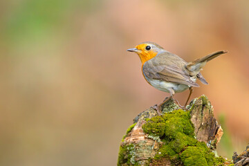 rudzik (Erithacus rubecula)  © Grzegorz