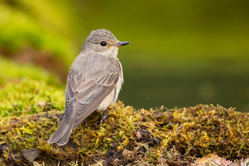 Muchołówka szara (Muscicapa striata) © Grzegorz